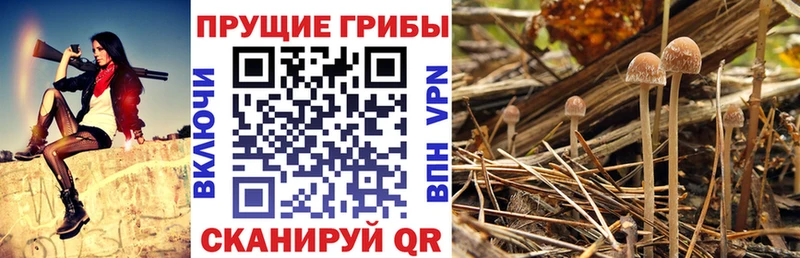 Галлюциногенные грибы мицелий  Липки 
